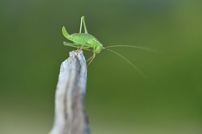 BUITEN BEELD Foto: 407720