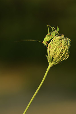 BUITEN BEELD Foto: 407725