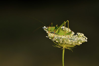 BUITEN BEELD Foto: 407729