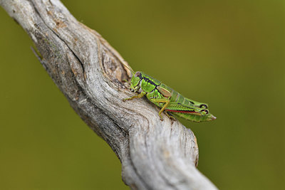 BUITEN BEELD Foto: 407730