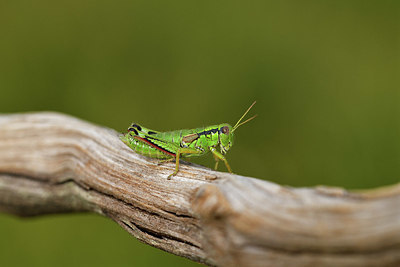 BUITEN BEELD Foto: 407736