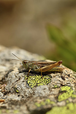 BUITEN BEELD Foto: 407761