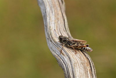 BUITEN BEELD Foto: 407799