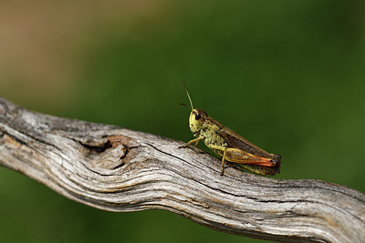 BUITEN BEELD Foto: 407806