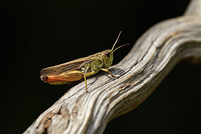 BUITEN BEELD Foto: 407807
