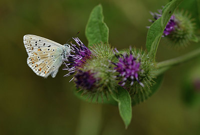 BUITEN BEELD Foto: 407815