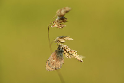 BUITEN BEELD Foto: 407820