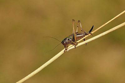 BUITEN BEELD Foto: 407823