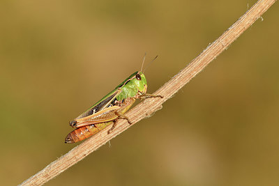 BUITEN BEELD Foto: 407829