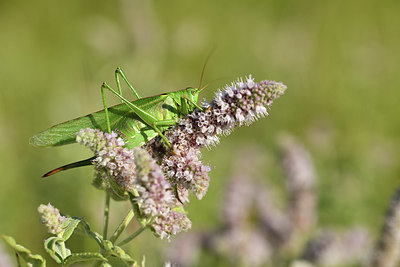 BUITEN BEELD Foto: 407834