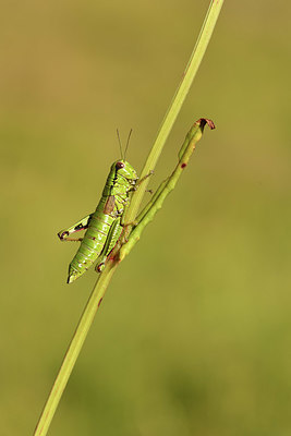 BUITEN BEELD Foto: 407835