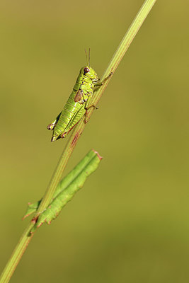 BUITEN BEELD Foto: 407836