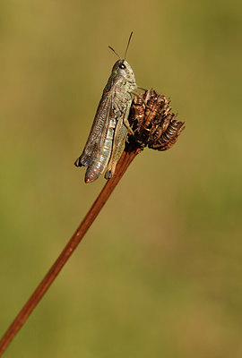 BUITEN BEELD Foto: 407845