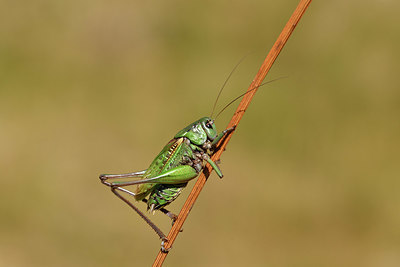 BUITEN BEELD Foto: 407850