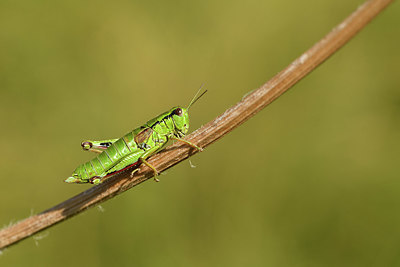 BUITEN BEELD Foto: 407851