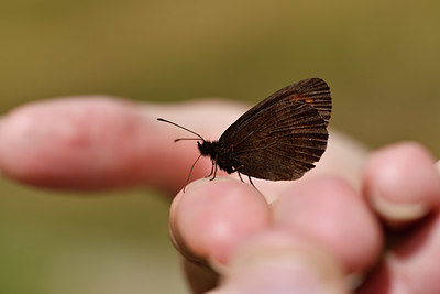 BUITEN BEELD Foto: 407854