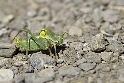 BUITEN BEELD Foto: 407857