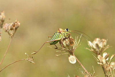 BUITEN BEELD Foto: 407864