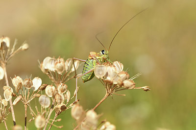 BUITEN BEELD Foto: 407865