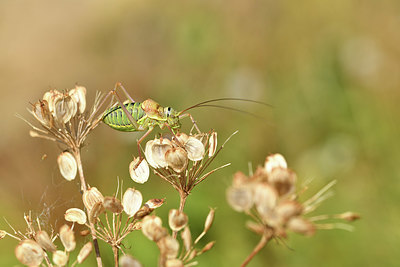 BUITEN BEELD Foto: 407866