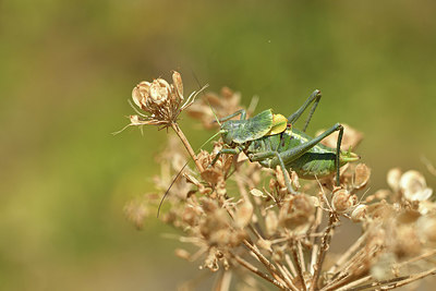 BUITEN BEELD Foto: 407868