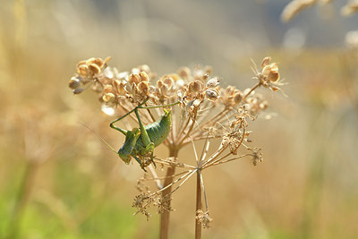 BUITEN BEELD Foto: 407869