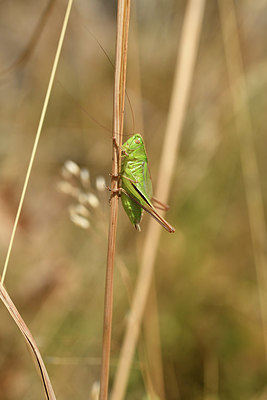 BUITEN BEELD Foto: 407871