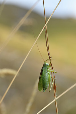 BUITEN BEELD Foto: 407876