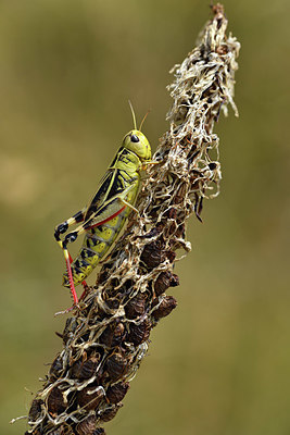 BUITEN BEELD Foto: 407880