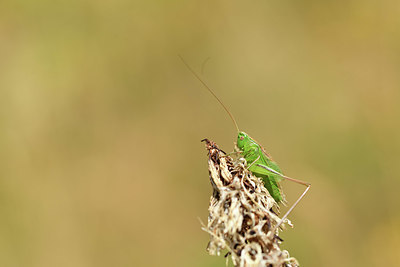 BUITEN BEELD Foto: 407882