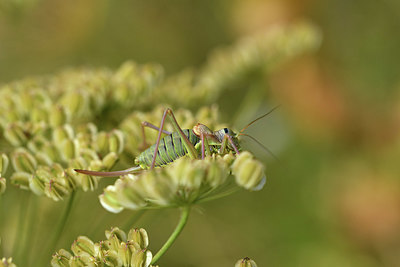 BUITEN BEELD Foto: 407884