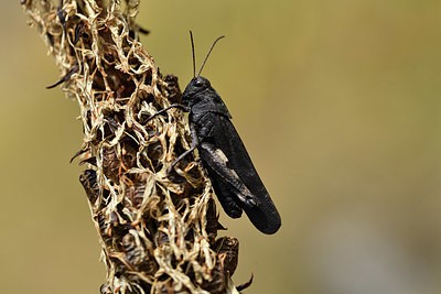 BUITEN BEELD Foto: 407886