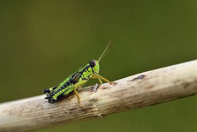 BUITEN BEELD Foto: 407889