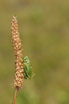 BUITEN BEELD Foto: 407900