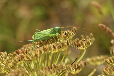 BUITEN BEELD Foto: 407917