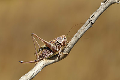 BUITEN BEELD Foto: 407925