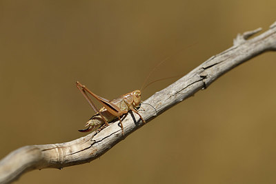 BUITEN BEELD Foto: 407926