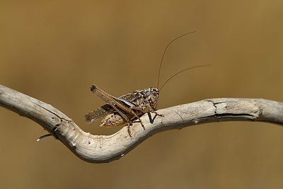 BUITEN BEELD Foto: 407928