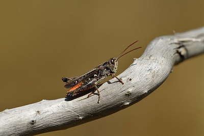 BUITEN BEELD Foto: 407930