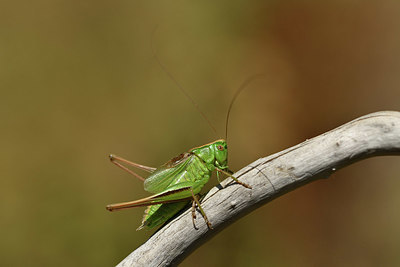 BUITEN BEELD Foto: 407945