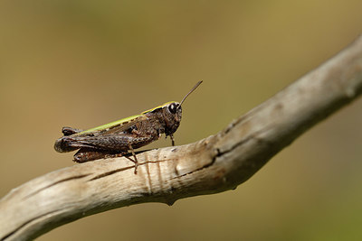 BUITEN BEELD Foto: 407949