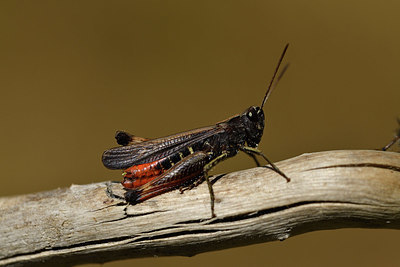 BUITEN BEELD Foto: 407951