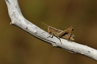 BUITEN BEELD Foto: 407954