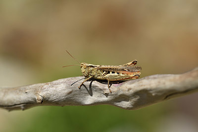 BUITEN BEELD Foto: 407957
