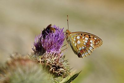 BUITEN BEELD Foto: 407959