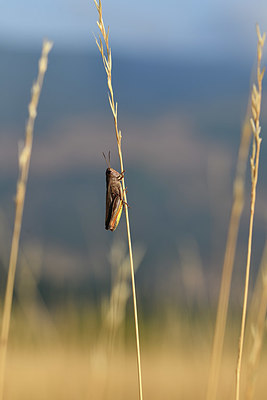 BUITEN BEELD Foto: 407962