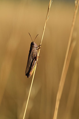 BUITEN BEELD Foto: 407963
