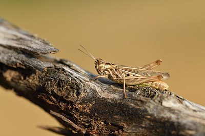 BUITEN BEELD Foto: 407964