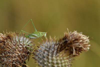 BUITEN BEELD Foto: 407970