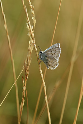 BUITEN BEELD Foto: 407971